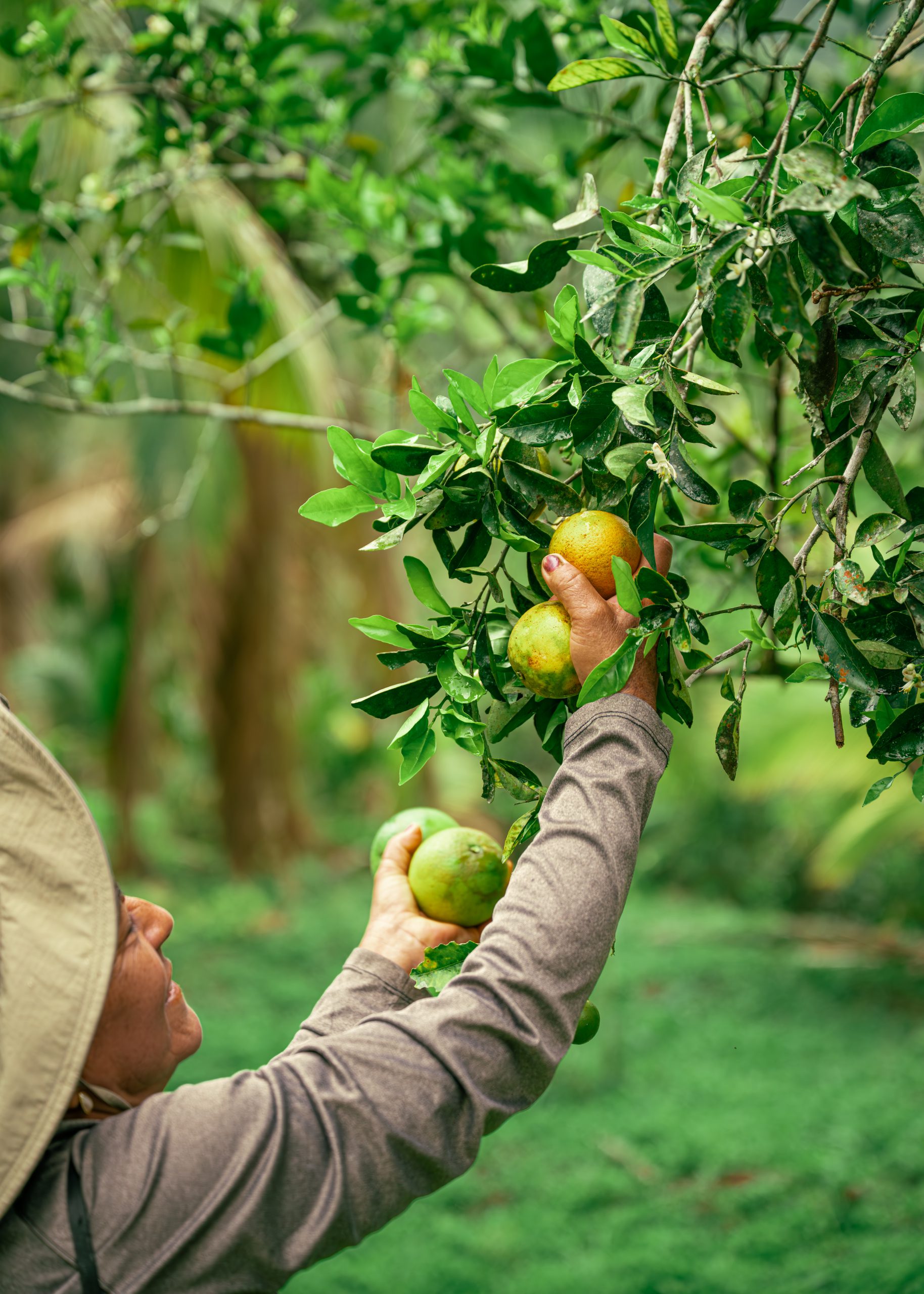 Fruit Picking