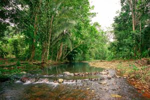 Nature Trails Nearby Creek